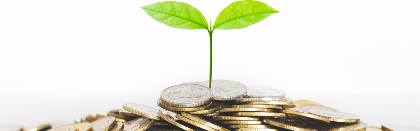 Green seed growth on coins stack with white background. money saving. business investment successful growing concept.